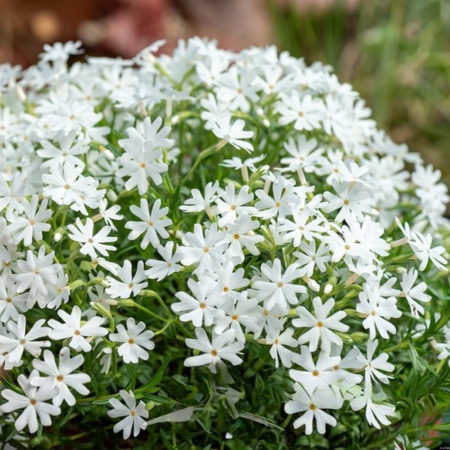Phlox mousse Snowflake  - Leaderplant