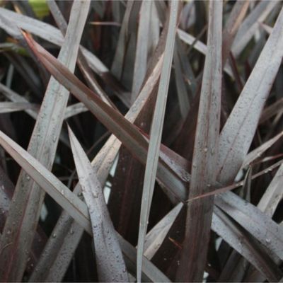 Lin de Nouvelle Zélande All Black - Leaderplant