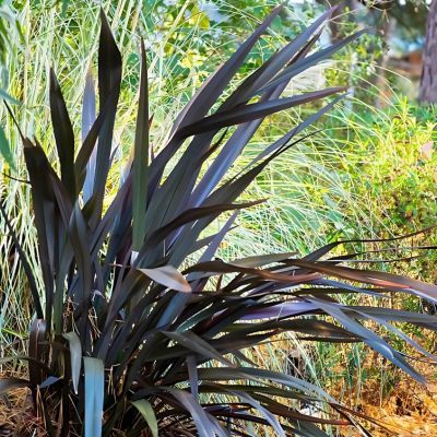 Lin de Nouvelle Zélande All Black - Leaderplant