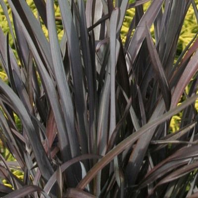Phormium Black Adder ® Lin de Nouvelle Zélande - Leaderplant