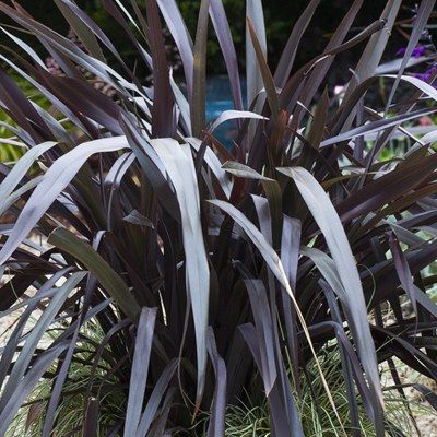 Phormium Black Adder ® Lin de Nouvelle Zélande - Leaderplant