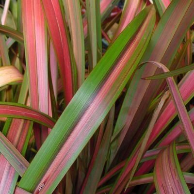 Phormium Jester Lin de Nouvelle Zélande - Leaderplant