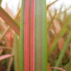 Phormium Jester Lin de Nouvelle Zélande - Leaderplant