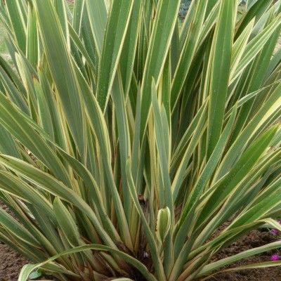 Lin de Nouvelle-Zélande panaché - Phormium - Leaderplant