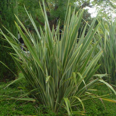 Lin de Nouvelle-Zélande panaché - Phormium - Leaderplant