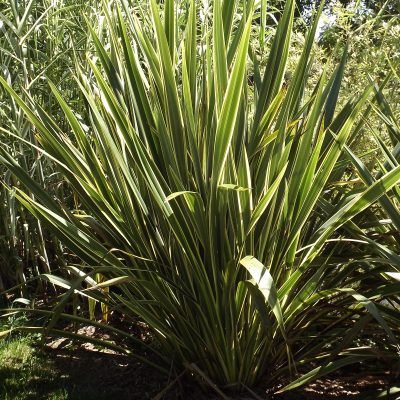 Lin de Nouvelle-Zélande panaché - Phormium - Leaderplant