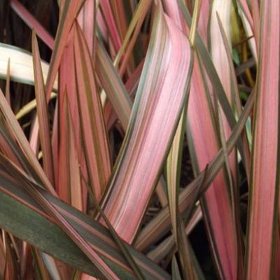 Phormium Pink Flamingo - Lin de Nouvelle-Zélande - Leaderplant