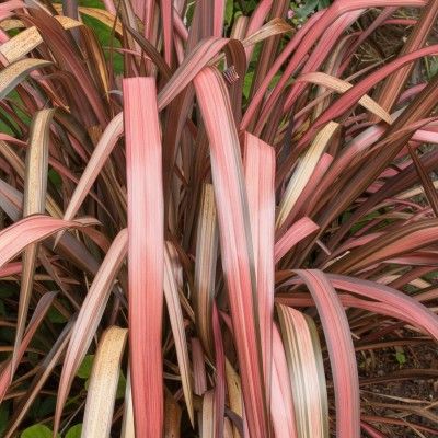 Phormium Pink Flamingo - Lin de Nouvelle-Zélande - Leaderplant