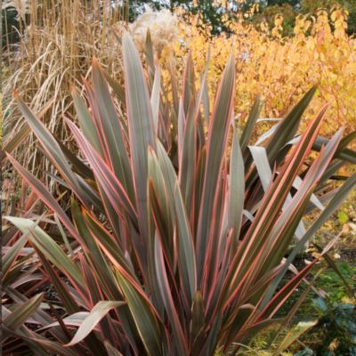 Lin de Nouvelle-Zéland Rainbow Queen  - Leaderplant