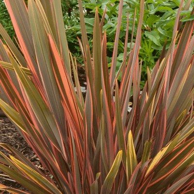 Lin de Nouvelle-Zélande Sundowner - Leaderplant