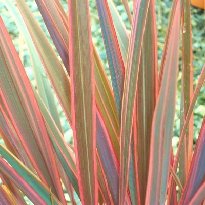 Lin de Nouvelle-Zélande Sundowner - Leaderplant