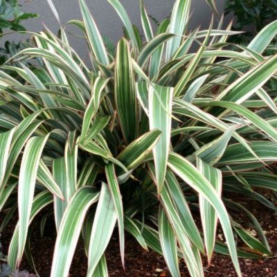Phormium Tricolor Lin de Nouvelle Zélande - Leaderplant