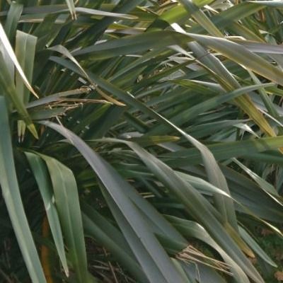 Phormium tenax vert Lin de Nouvelle Zélande - Leaderplant
