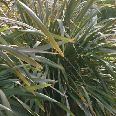 Phormium tenax vert Lin de Nouvelle Zélande - Leaderplant