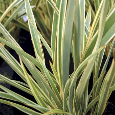 Lin de Nouvelle-Zélande Wings of Gold - Leaderplant