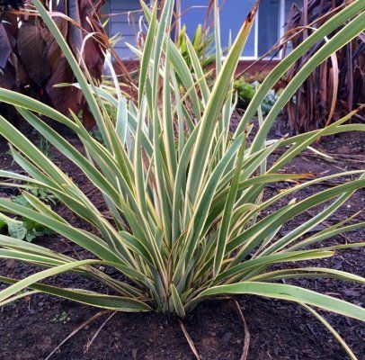 Lin de Nouvelle-Zélande Wings of Gold - Leaderplant