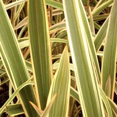 Lin de Nouvelle-Zélande Wings of Gold - Leaderplant