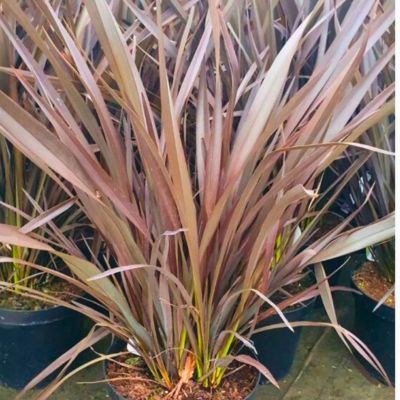 Phormium bronze Baby - Leaderplant