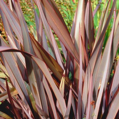 Phormium bronze Baby - Leaderplant