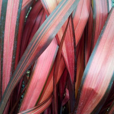 Phormium Evening glow - Leaderplant