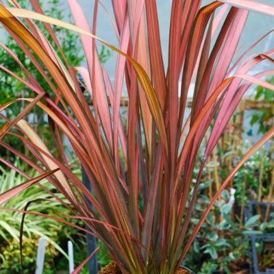 Phormium Evening glow - Leaderplant