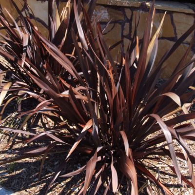 Lin de Nouvelle Zélande Platt's Black - Leaderplant