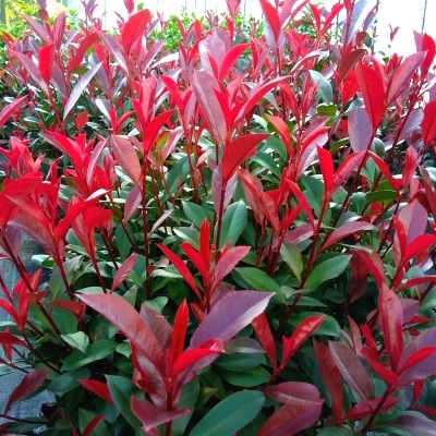 Photinia Carré Rouge pour Haie Etroite - Leaderplant