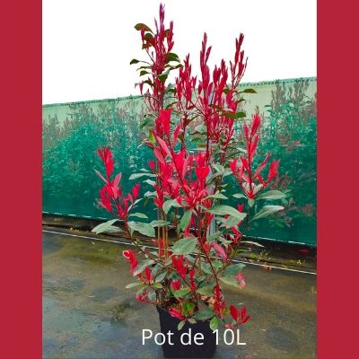 Photinia Carré Rouge pour Haie Etroite - Leaderplant