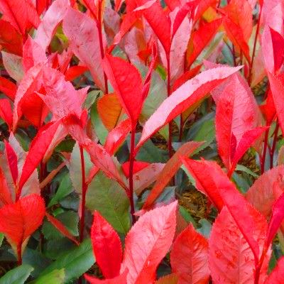 Photinia Carré Rouge pour Haie Etroite - Leaderplant