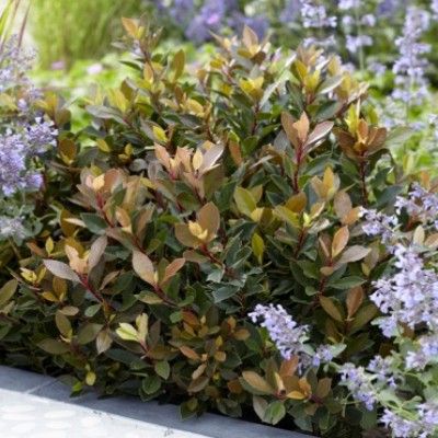 Photinia Chico  - Leaderplant