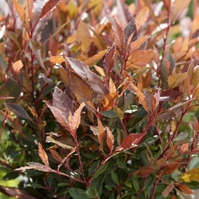 Photinia Chico  - Leaderplant
