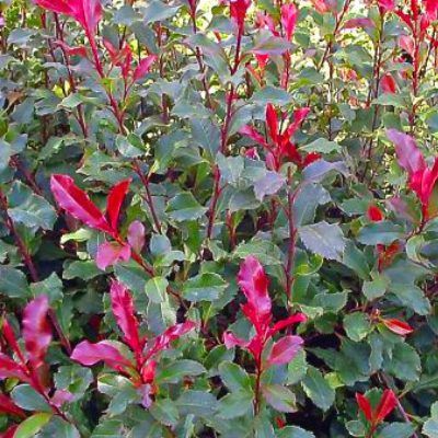 Photinia Corallina ® pour Haie Basse - Leaderplant