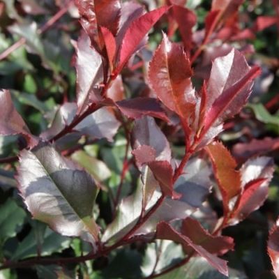 Photinia Corallina ® pour Haie Basse - Leaderplant