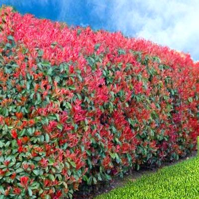 BON PLAN  -50% Photinia Red - Leaderplant
