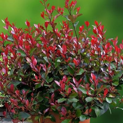 Photinia nain - Leaderplant