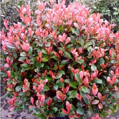 Photinia nain - Leaderplant