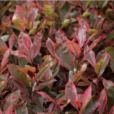 Photinia panaché Louise ® - Leaderplant