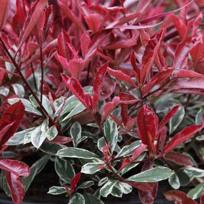 Photinia panaché Louise ® - Leaderplant