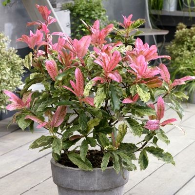 Photinia Pink Crispy ® - Leaderplant