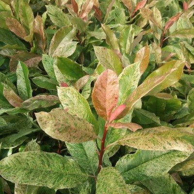 Photinia Pink Crispy ® - Leaderplant