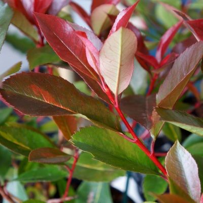 Photinia Red Light ® - Leaderplant