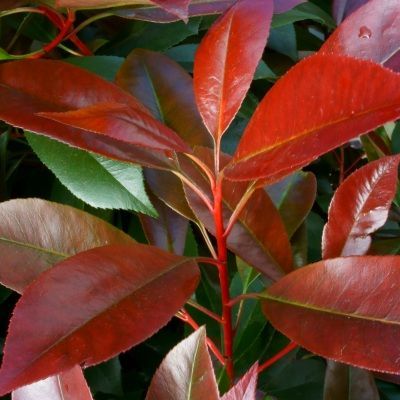 BON PLAN -50% Photinia Red Light ®  - Leaderplant