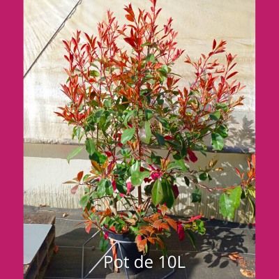 Photinia Red Robin en pot de 8L et 10L - Leaderplant