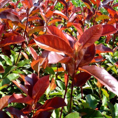 BON PLAN -50% Photinia Red Select - Leaderplant