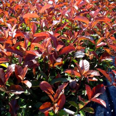 Photinia Red Select - Leaderplant