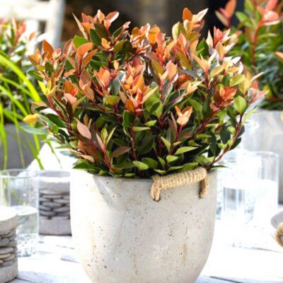 Photinia Chico  - Leaderplant