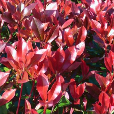Photinia Dynamo Red ® - Leaderplant