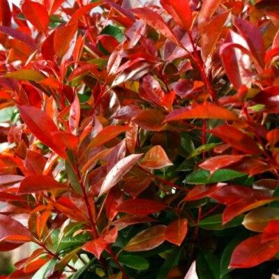 Photinia Red Light ® - Leaderplant