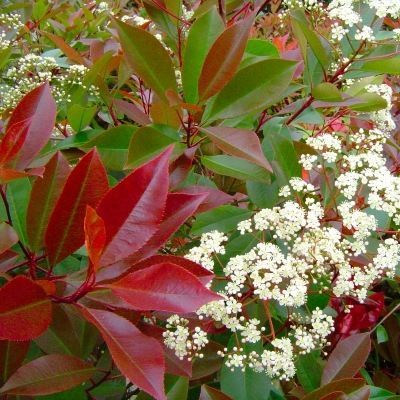 Photinia Red Robin en pot de 8L et 10L - Leaderplant