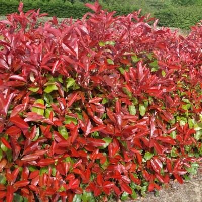 Photinia Red Robin - Leaderplant